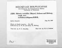 Mainsia variabilis image